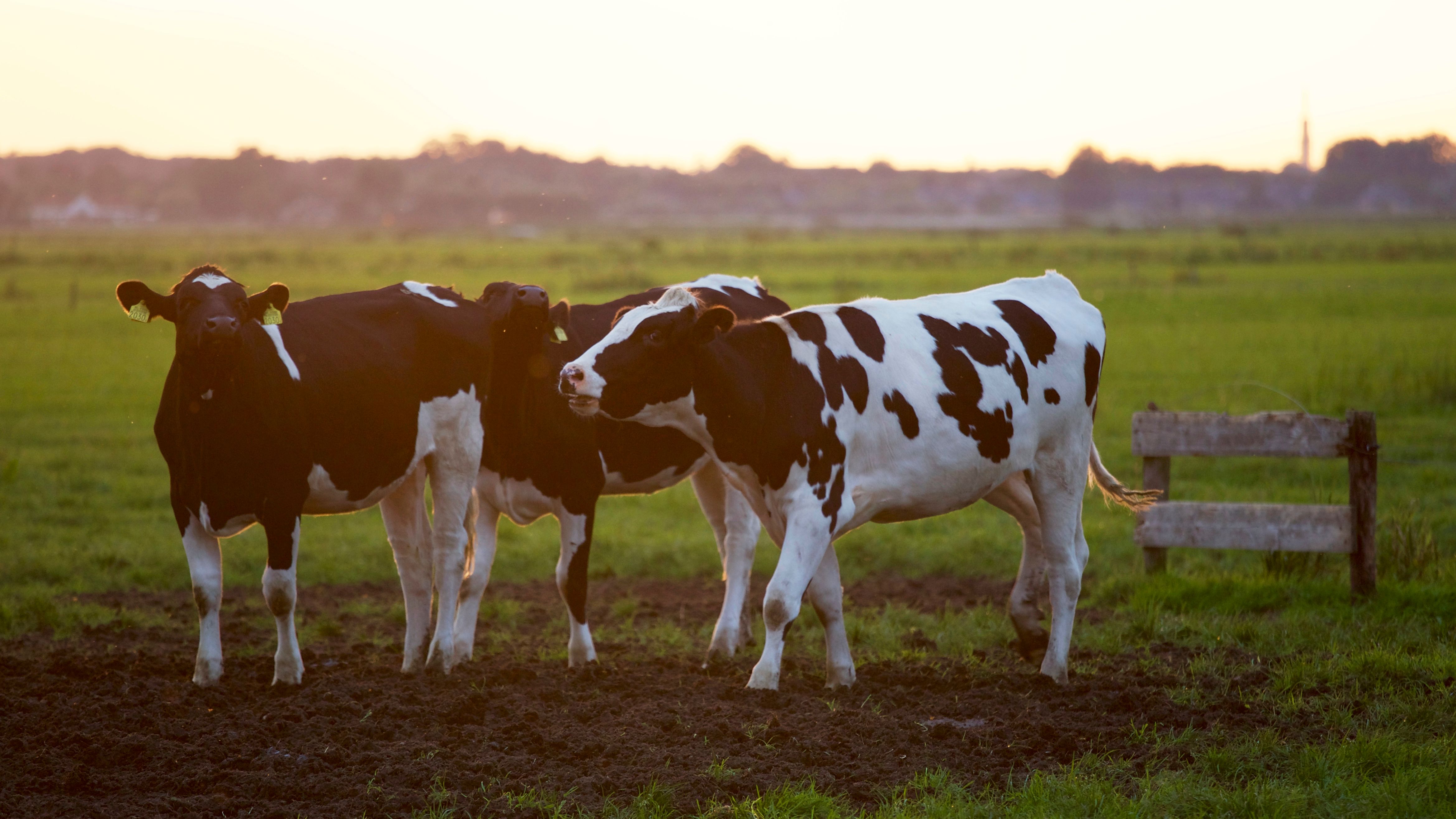 Dairy cows in the pasture